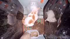 attachments/room_room/26231_0/meow.camera_4412424173050749216_1742829484902_d935.png